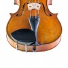 Barbada viola lateral Kaufmann ébano frontal